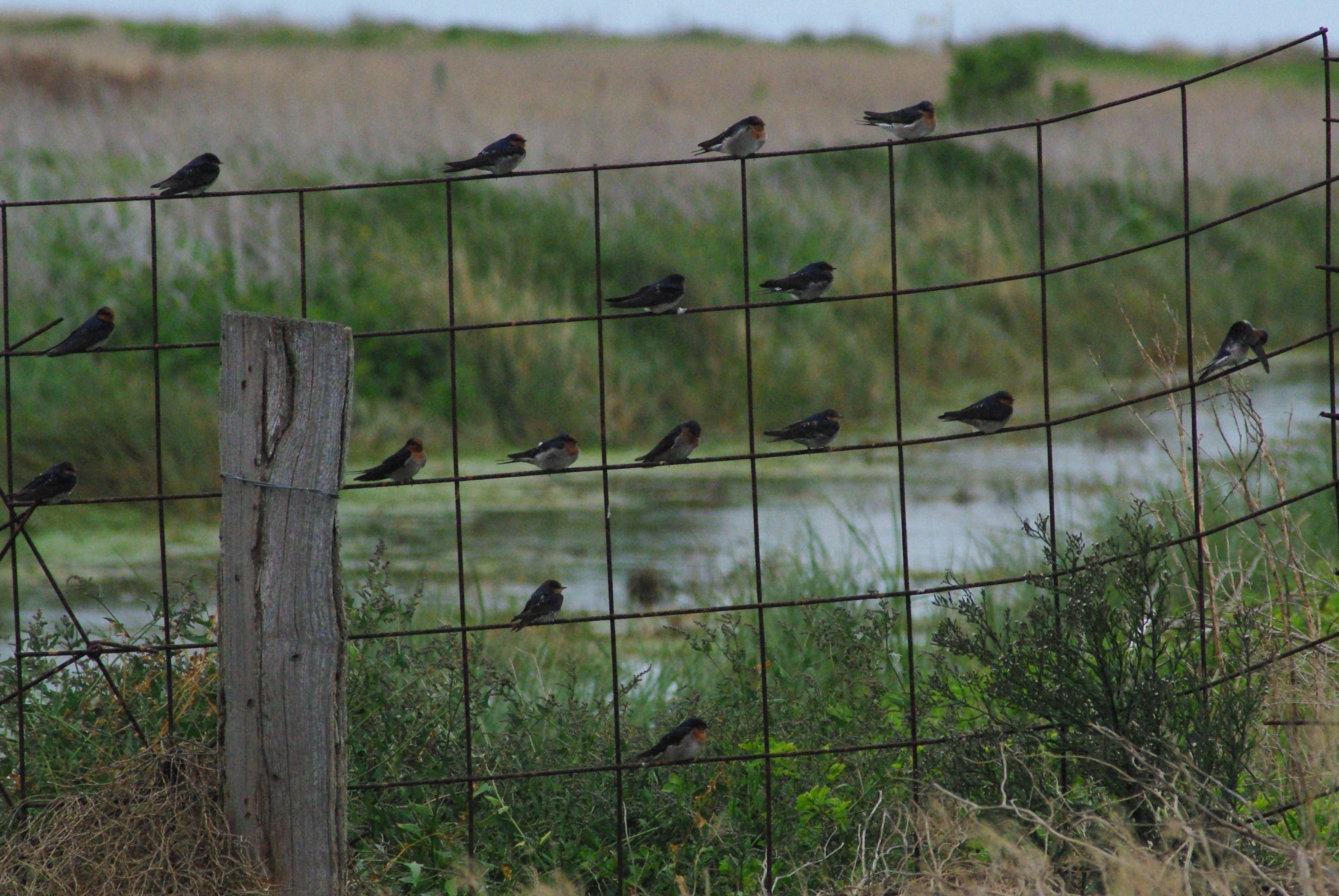 Name: Otylia. Prize: Statistics Prize. This photo shows Welcome Swallows sitting on a fence. There are five rows of nine squares and twelve squares are taken by a swallow therefore 26.67% of the boxes in the fence are occupied by swallows.